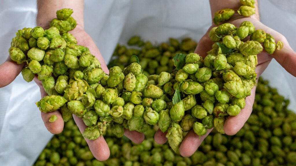 Lagunitas Brewing Company Fresh Hops in hands